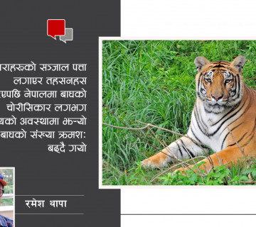 दोब्बर भयो नेपालमा बाघ, संरक्षणकाे त्यो 'मिसन बञ्जारा'