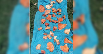 कोसेलीका रूपमा विदेश पुग्छ म्याग्दीको रातो च्याउ