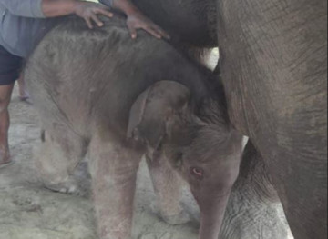 प्रजनन केन्द्रमा रिमझिमकलीले पाइन् छावा