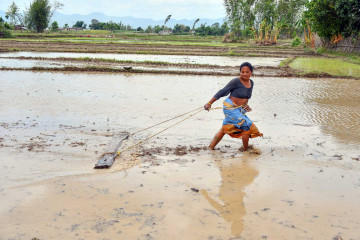 लुम्बिनीमा अहिलेसम्म ११ प्रतिशत मात्रै रोपाइँ, पानी र मल अभावले उत्पादन घट्‌ने