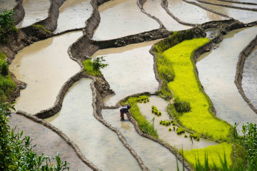 पाँचथरका पाखाहरूमा धान रोपाइँको चटारो (तस्वीरहरू)