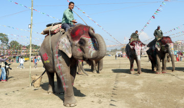 सेल्फीकलीलाई हात्ती सुन्दरीको उपाधि
