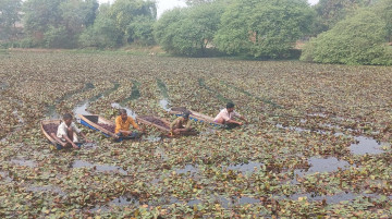 व्यावसायिक सिँगडाखेतीबाट गाउँमै लाखौँ आम्दानी