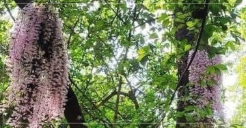 सिरहाको फूलबारी मेलामा सुनाखरी फूल हेर्नेको घुइँचो