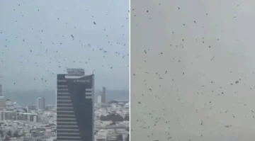 तेल अभिभको आकाशमा कागको झुण्ड, नराम्रो घटनाको संकेत !