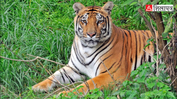 बर्दिया राष्ट्रिय निकुञ्जमा पाटेबाघको सङ्ख्या १२५ पुग्यो