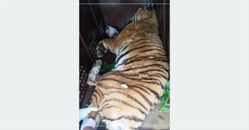 टेंढुवा गाउँबाट नियन्त्रणमा लिइएको पाटेबाघलाई निकुञ्जमा छोडियो