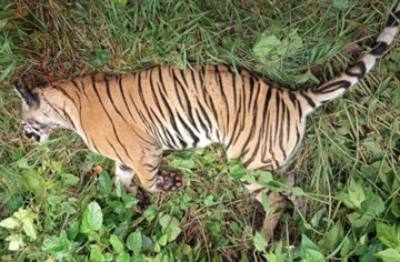 पर्साको ठोरीमा मृत भेटियो पाटेबाघ