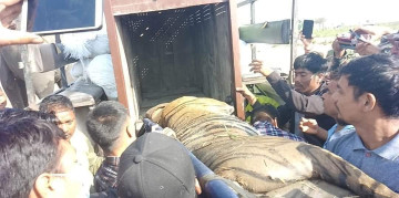 महिला मार्ने बाघलाई चिडियाखाना लगिने