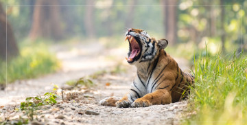 भियतनामको चिडियाखानामा बर्ड फ्लुका कारण ४७ बाघको मृत्यु