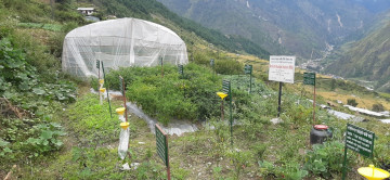 निकुञ्जका कर्मचारीले कृषकको टमाटर खेती नष्ट गरेपछि महासंघले जनायो आपत्ति