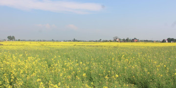 नवलपुरमा किसानको तोरी खेतीप्रति आकर्षण बढ्दो