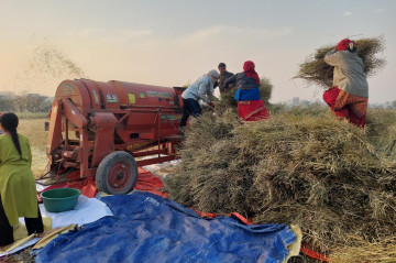 नवलपरासीका किसान तोरीखेतीतर्फ आकर्षित