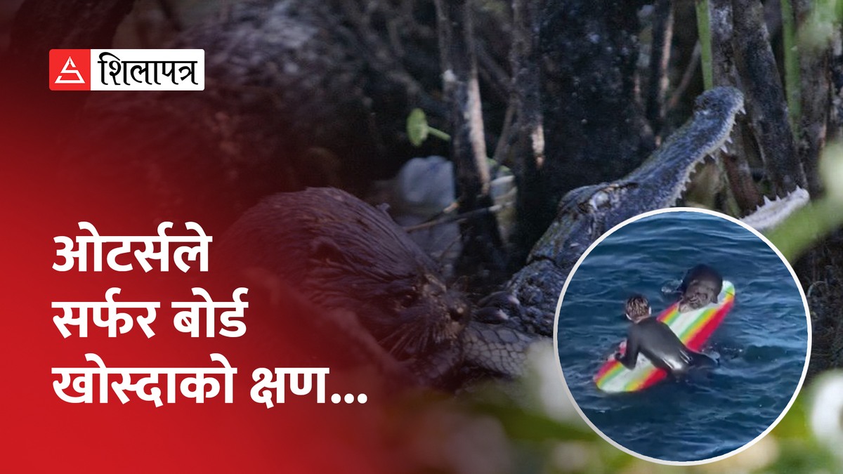 समुद्रमा मांसाहारी ओटर्सले मान्छेलाई आक्रमण गर्दै यसरी खोस्यो सर्फर बोर्ड (भिडियो)