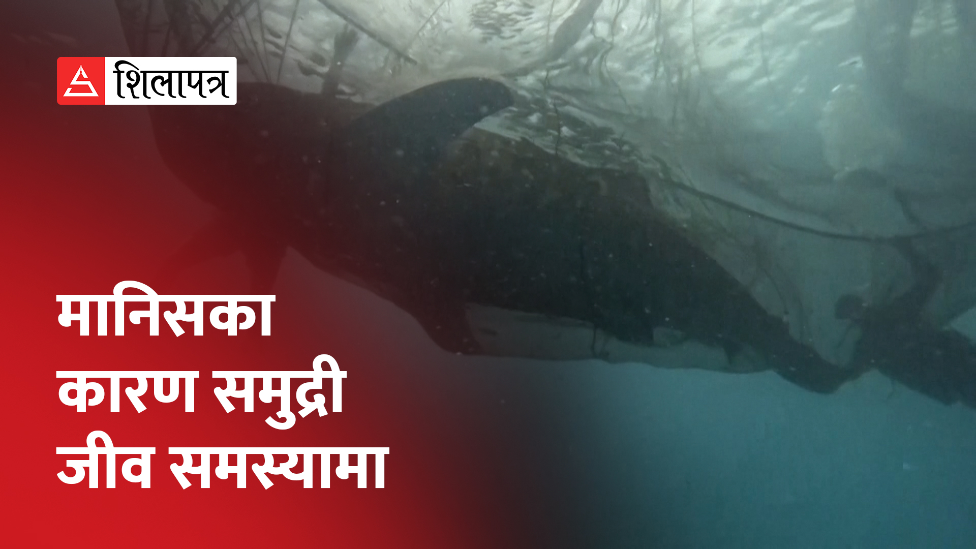 समुद्रमा फ्याँकिएको जालमा फसेका लोपोन्मुख पाँच ह्वेल सार्कलाई मुक्त गरियो (भिडियो)