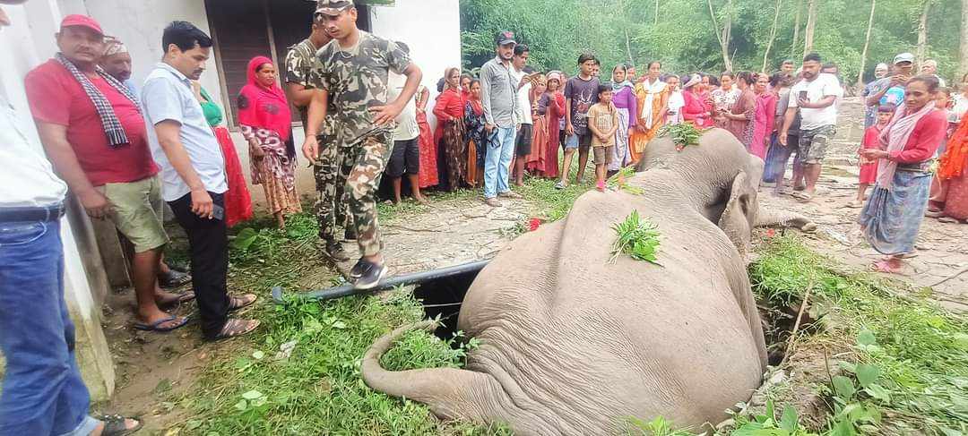शौचालयको सेफ्टी ट्यांकमा खस्दा जंगली हात्तीको मृत्यु 