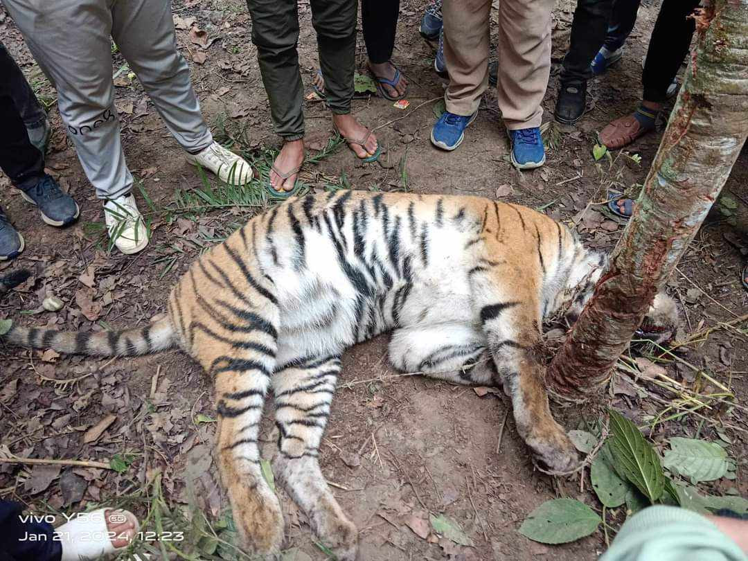 कैलालीको अमरावती जंगलमा पाटे बाघ मृत फेला