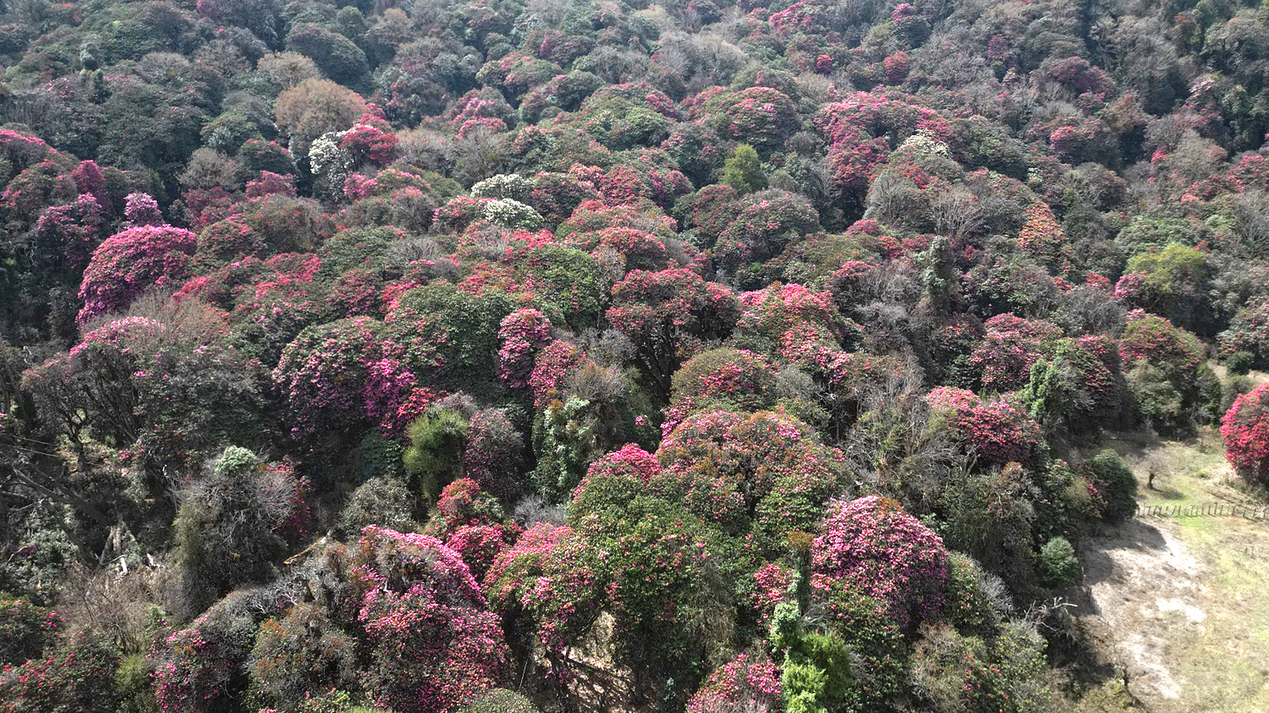 दक्षिण एसियामा सबैभन्दा बढी वनक्षेत्र भुटानमा, नेपाल दोस्रो स्थानमा