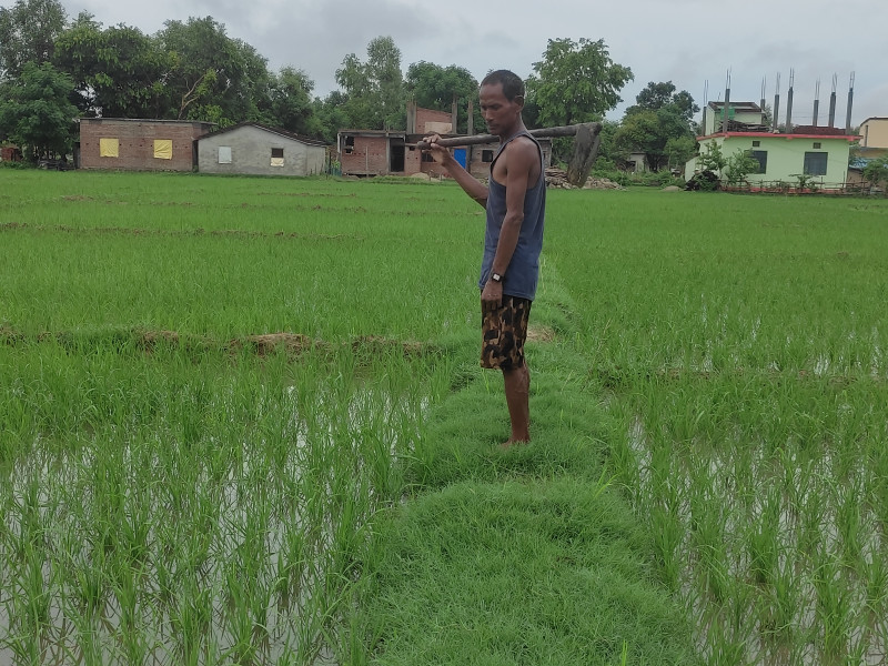 पानी परेपछि धान सप्रिने भन्दै कैलालीका किसान खुसी