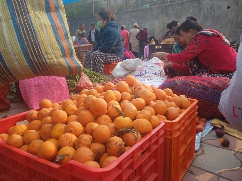 दुई महिनामै सुन्तलाले पायो तीन गुणा बढी मूल्य