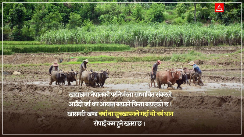 खस्रो धान बेच्छौँ, बासमती चामल खान्छौँ : ११ महिनामा आधा खर्बभन्दा बढीको खाद्यान्न आयात