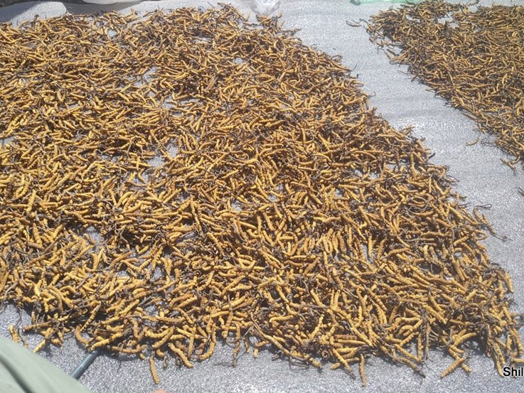 यार्सागुम्बाको चक्र : एक महिनामा साढे चार करोडको निर्यात, खुसी छैनन् व्यापारी