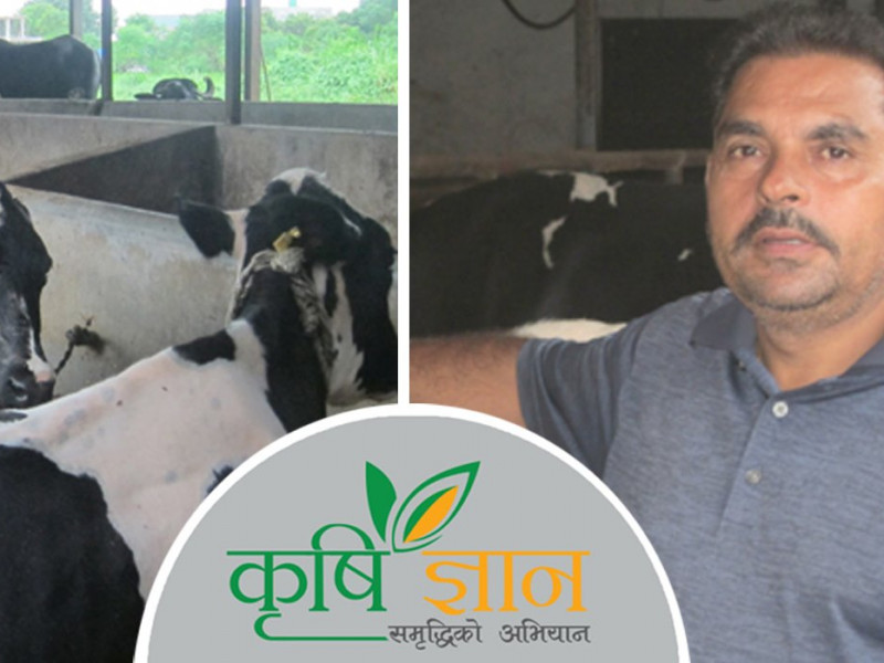 भरतपुरका पाँच युवा जसले पशुपालनमा गर्दैछन् लोभलाग्दो कमाई