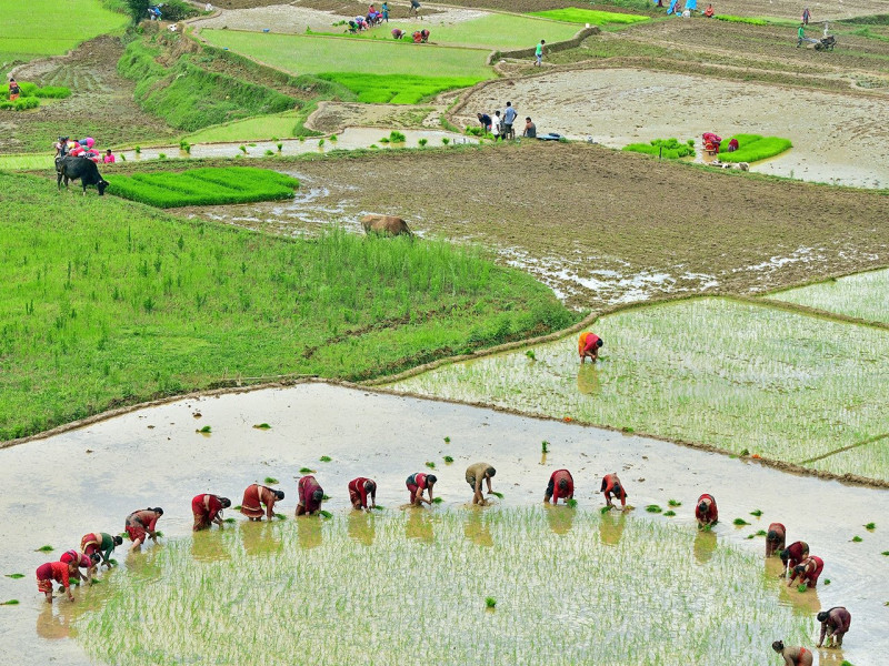 धानमा आत्मनिर्भर हुन ६ लाख मेट्रिक टन उत्पादन बढाउनु पर्ने, कस्तो छ सरकारको तयारी ?