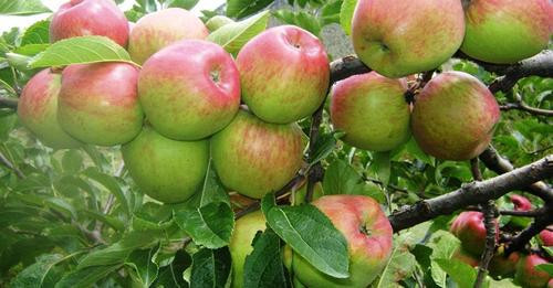 जुम्लाको काँचाे स्याउ निर्यात रोक्न सिफारिस अनिवार्य