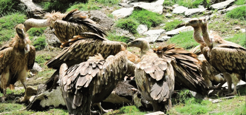 कञ्चनपुरमा  गिद्ध गणना जारी