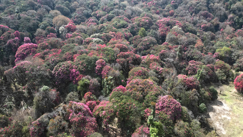 दक्षिण एसियामा सबैभन्दा बढी वनक्षेत्र भुटानमा, नेपाल दोस्रो स्थानमा