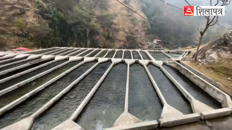 हेलम्बुको ट्राउट ताजाताजै काठमाडौंमा, २ करोडको कारोबार  (भिडियाे)