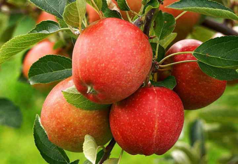 जुम्ली किसानलाई स्याउ टिप्न चटारो