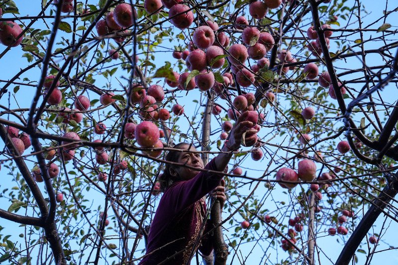जुम्लाबाट सात हजार ३३० मेट्रिकटन स्याउ निर्यात