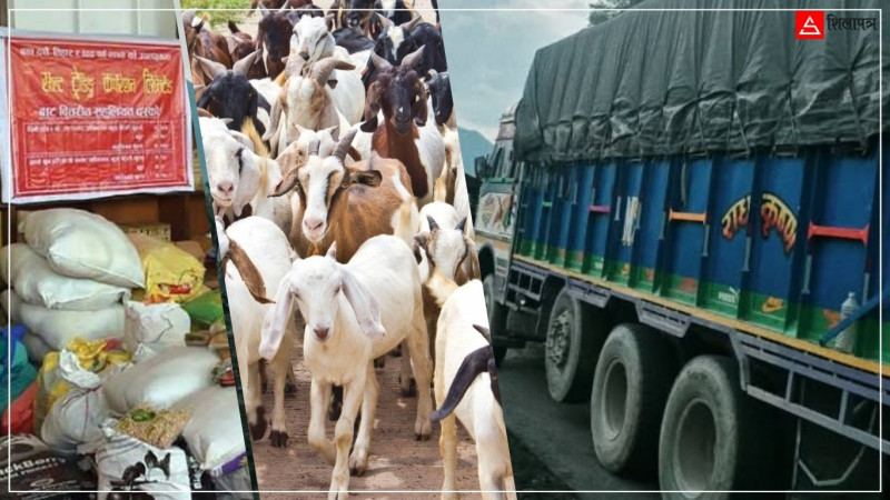 कृष्णभिरले भत्काएको सरकारी सप्लाई चेन : आउने छैनन् खसीबोका, महँगोमा दसैँ