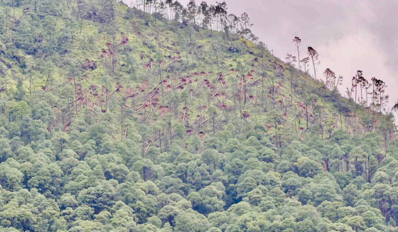 गुल्मीमा सल्लाका सयौँ रुख एकाएक ढले, स्थानीयलाई सुरक्षित स्थानमा सारियो