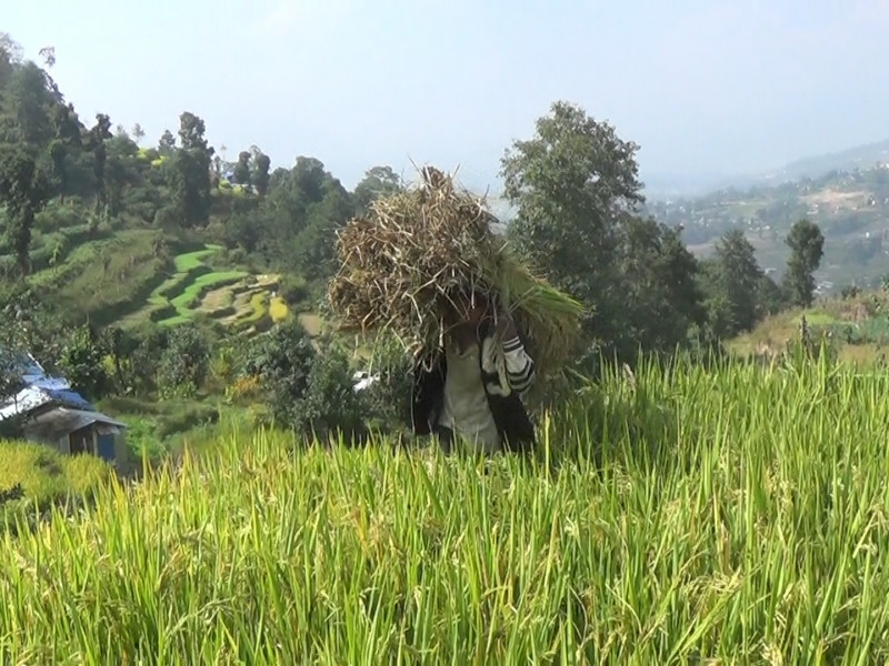 चाइनिज धान लगाएका भक्तपुरका किसान ठगिए, अधिकांश बालामा भुस मात्र