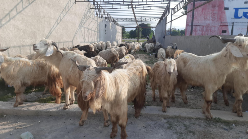 दसैँका लागि हिमाली  क्षेत्रबाट वीरेन्द्रनगर आइपुगे भेडा–च्याङ्ग्रा 