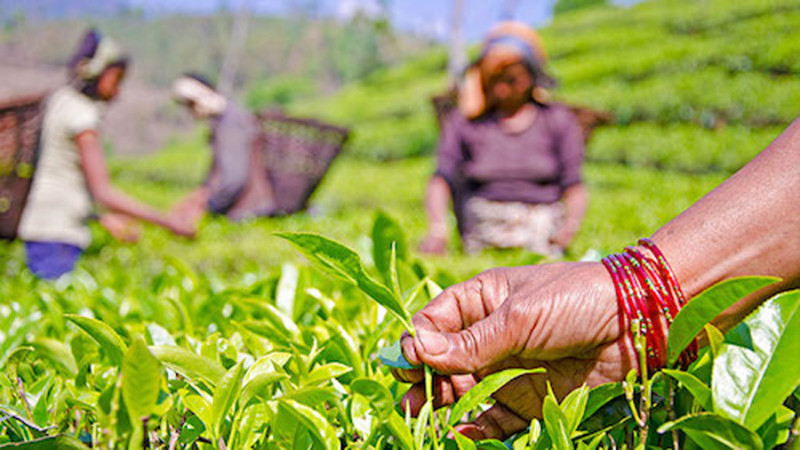 किसानको हितमा उद्योग चलाउने चिया उद्योगी