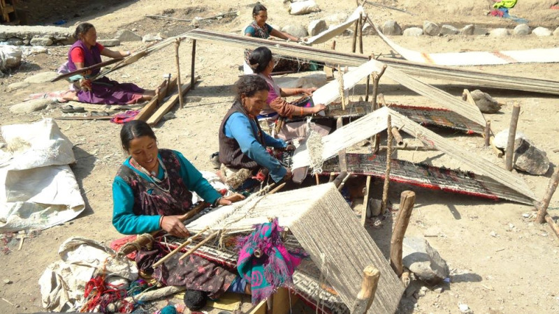 पाइनै छोड्यो राडीपाखी, ओरालो लाग्यो ऊन उत्पादन