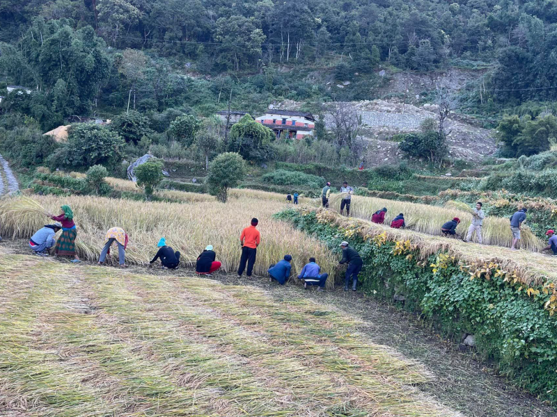 मतदातालाई खेतबारीमै भेट्दै उम्मेदवार