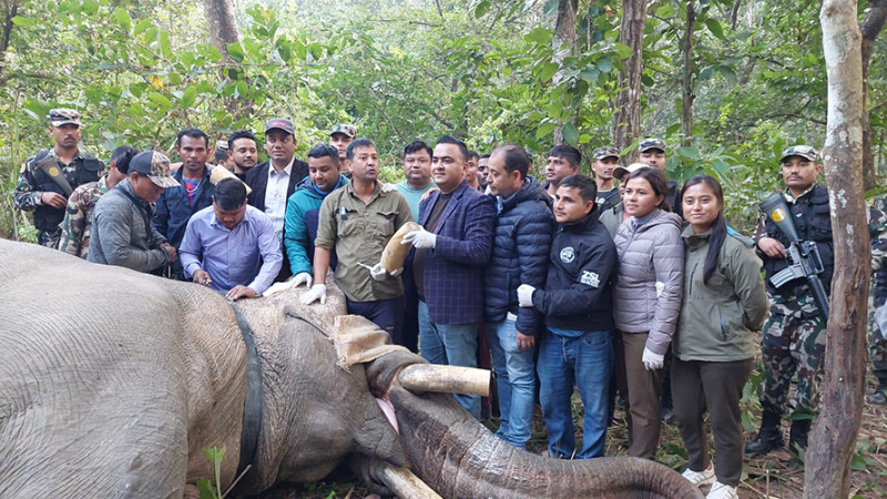 २५ जनाकाे ज्यान लिने ध्रुवे हात्तीको दाह्रा काट्ने तयारी