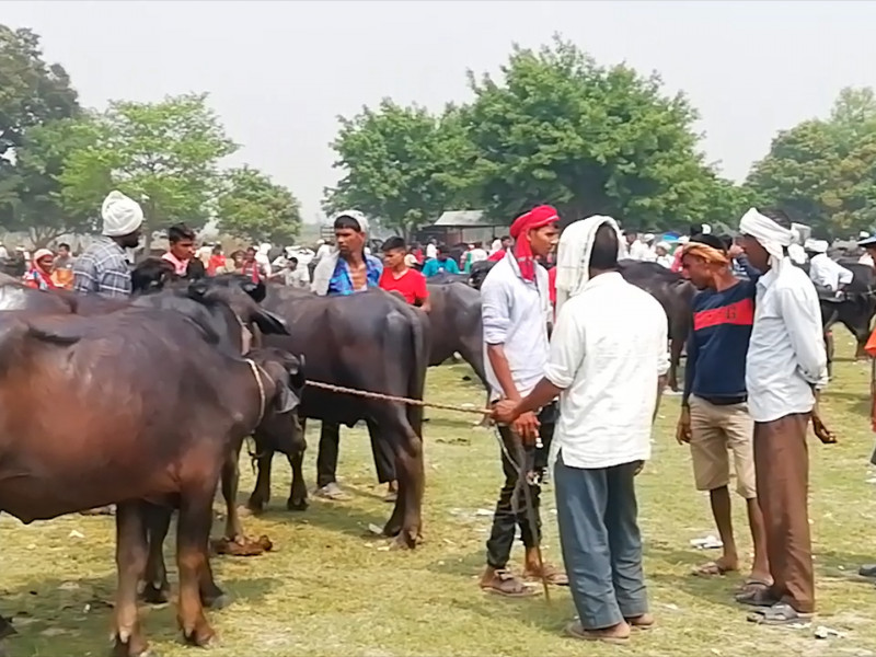 लाेप हुँदै गाेरु, पशु हाटबजारमा पनि भेटिँदैनन्