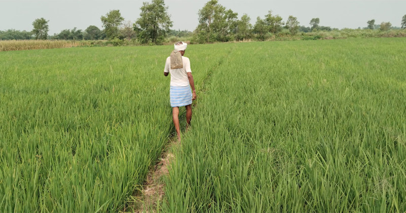 किसानलाई लागत खर्च उठाउनै मुस्किल