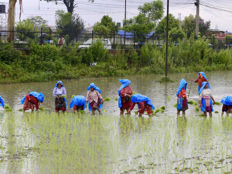 देशभर १७ प्रतिशत मात्र रोपाइँ