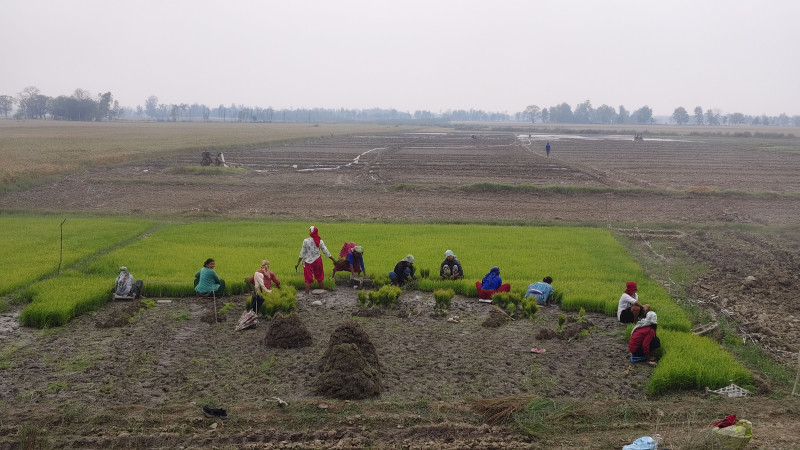 मौसम बदलीले अन्नबाली नष्ट हुन थालेपछि किसान चिन्तित
