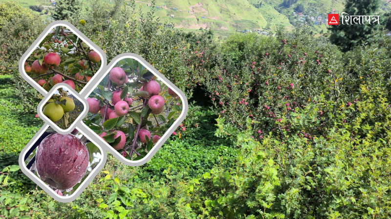 जुम्लाको स्याउले बदलिँदै छ कर्णालीको पहिचान