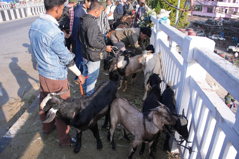 कलंकीमा दसैँको चहलपहल, सडक किनारमै खसीबोकाको व्यापार (तस्वीरहरू)