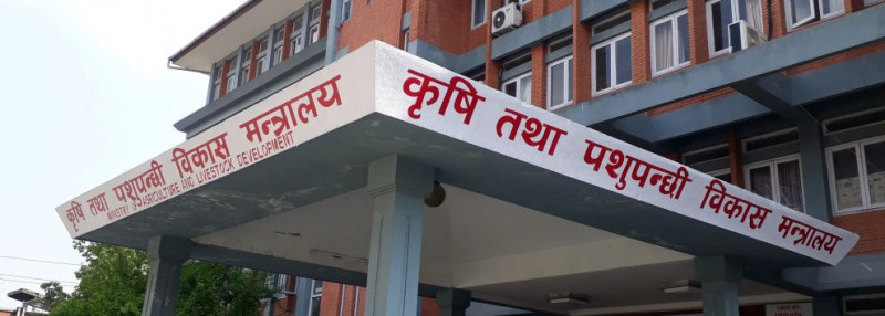 सरकार धानको मूल्य तोक्छ, निर्णय गराउँछ तर कार्यान्वयन गर्न सक्दैन