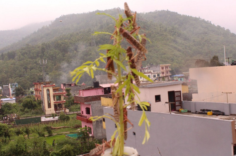 समितिको गलत सूचनाका कारण सलह नियन्त्रणमा सरकार चुक्यो